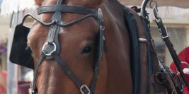 When in Mackinaw Island