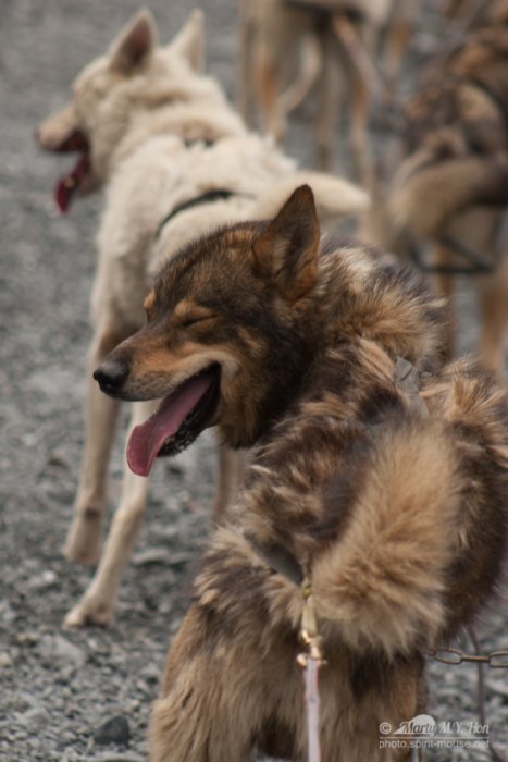 Seavey's Ididaride Tour, Seward, Alaska
