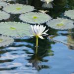 Water Lily