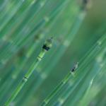 Bamboo looking plant