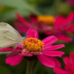 Cabbage White Butterfly (Pieris rapae)