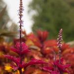 Red leaves tall plant