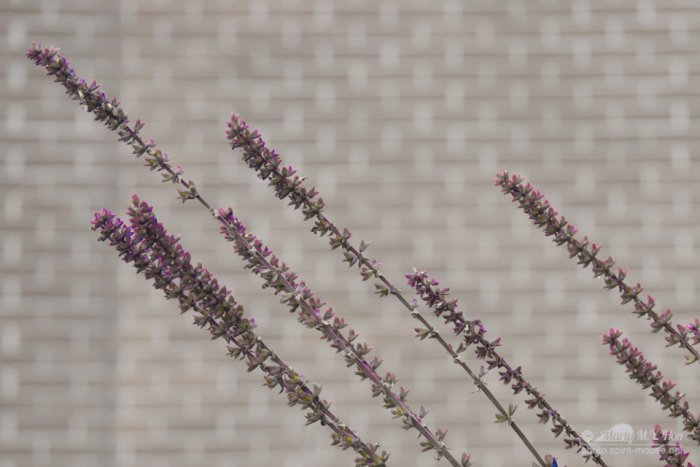 Lavender like flower