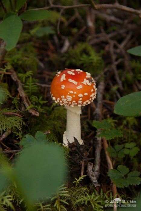 Mushroom