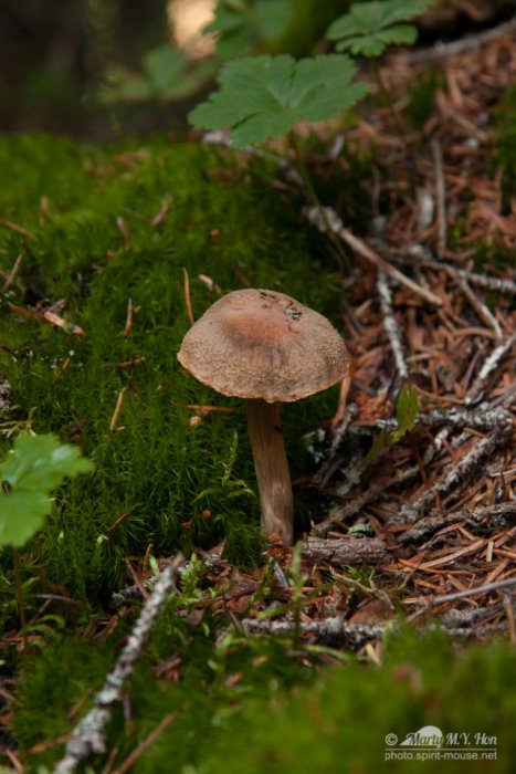 Mushroom