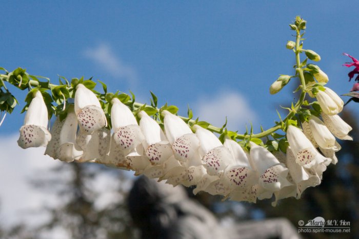 Foxglove (Scrophulariaceae Digitalis)