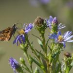 Nectar feeding