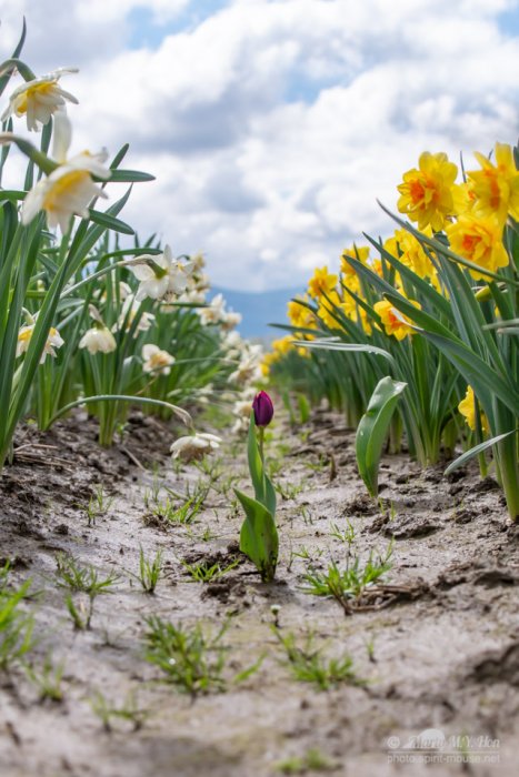 Awaits the little budding