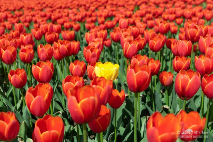 Dare to be different