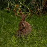 20140803_Rabbit_1751