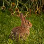 Bunny in the backyard