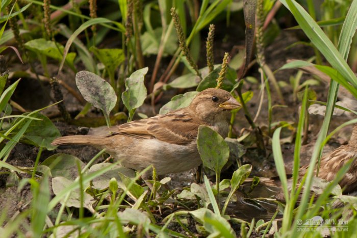 Sparrow