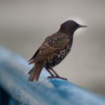 European Starling