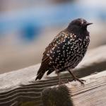 European Starling