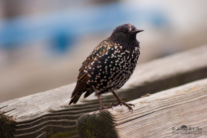 European Starling