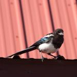 Black-billed Magpie (Pica hudsonia)