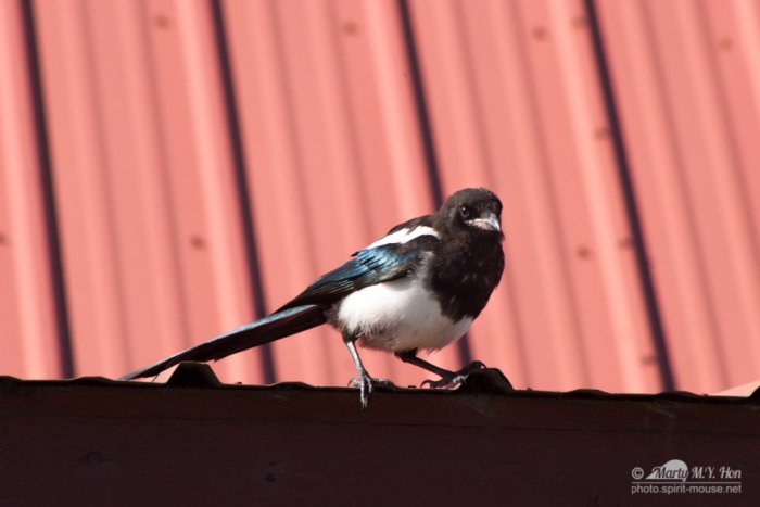 Black-billed Magpie (Pica hudsonia)