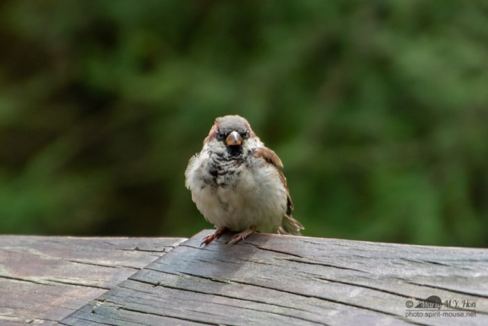 House sparrow