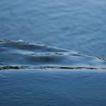 20140713_BotanicGarden_9843