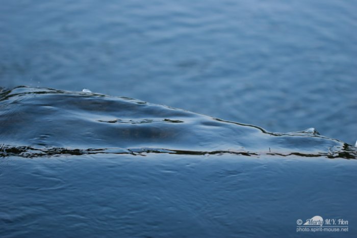 20140713_BotanicGarden_9843