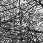 Branches