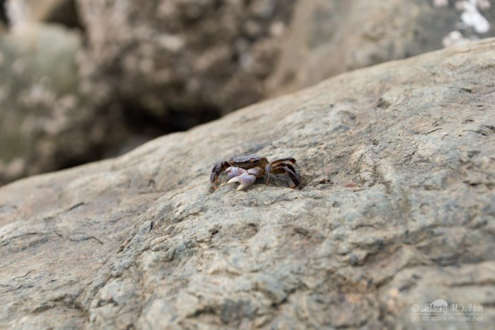 Mini Crab