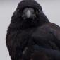 Crow close up
