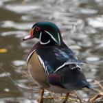 American Wood duck