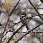 Black capped chickadee