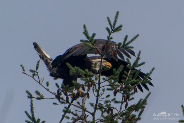 Young bald eagle