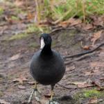 American coot
