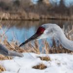 Sandhill Crane