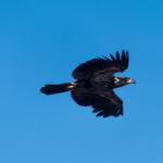 Soaring juvienille eagle
