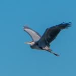 Flight