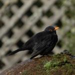Eurasian blackbird