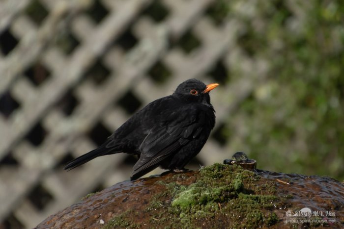 Eurasian blackbird