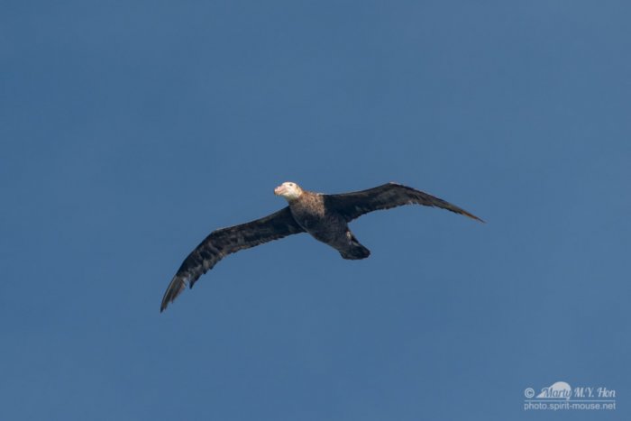 Juvenile albatross