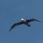 Juvenile albatross
