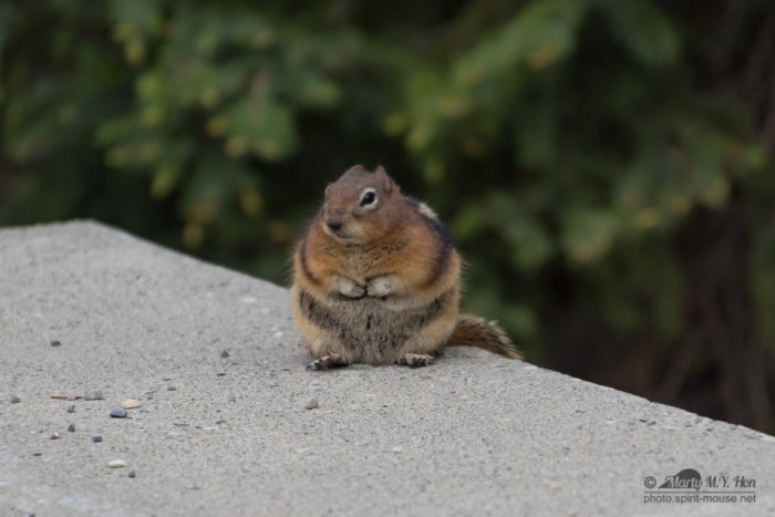Chubby golden-mantled ground squirrel