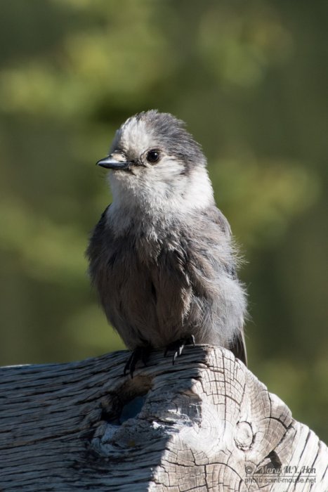 Grey Jay (Canada Jay)