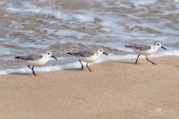 Semipalmated sandpiper