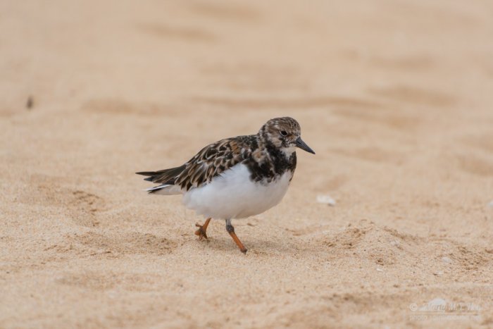 Ruddy Turnstone, non-breeding adult